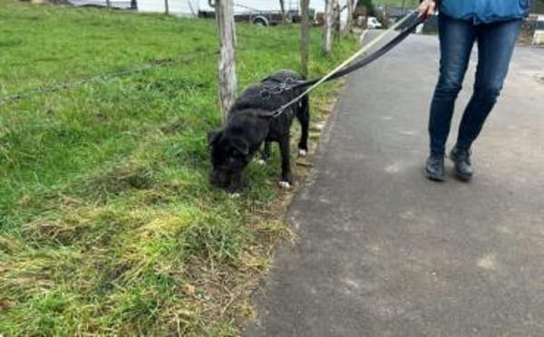 Isabel sucht Zuhause