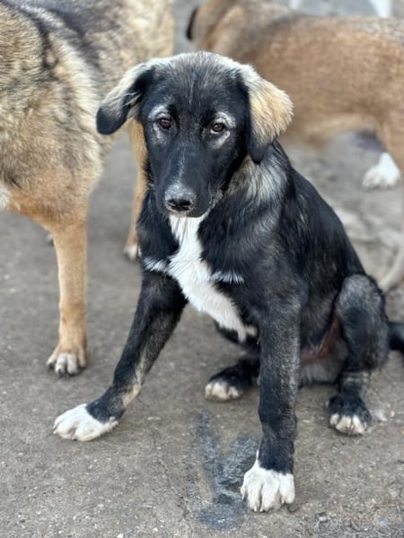 Drops sucht seine Menschen