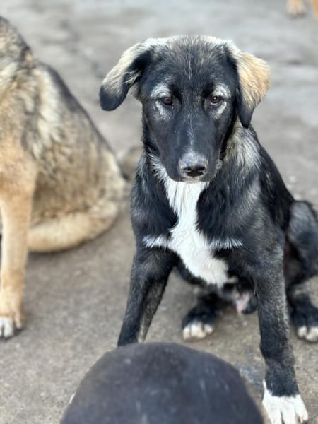 Drops sucht seine Menschen