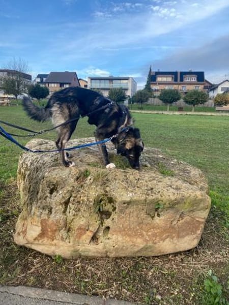 Drops sucht seine Menschen