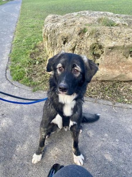 Drops sucht seine Menschen