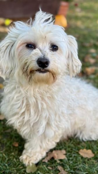 Bliss  Pflegstelle in 47551