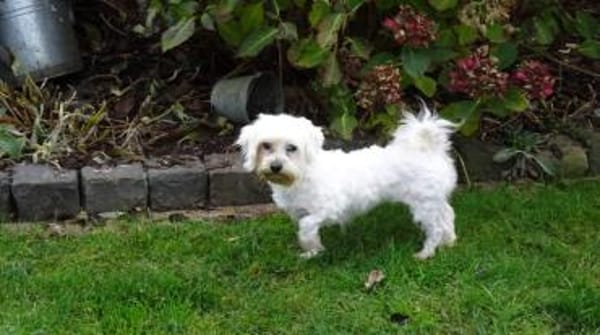 Bliss  Pflegstelle in 47551