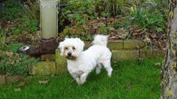 Bliss  Pflegstelle in 47551