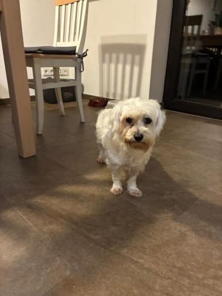 Bliss  Pflegstelle in 47551