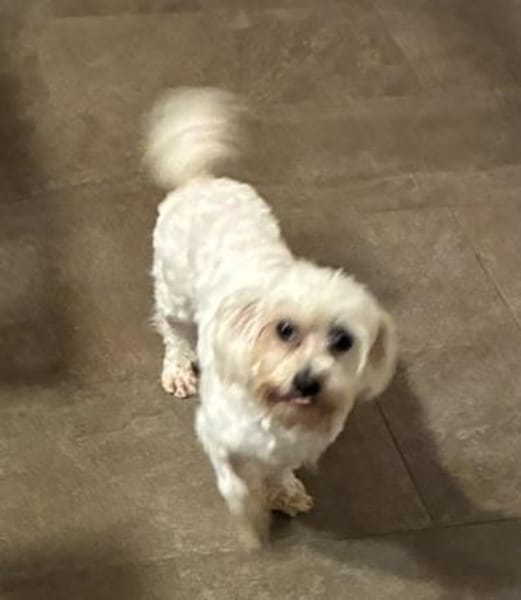 Bliss  Pflegstelle in 47551