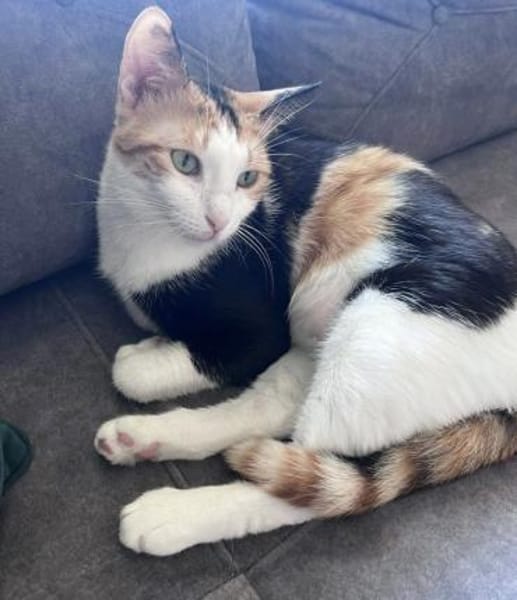 Chrysi - die Glückskatze