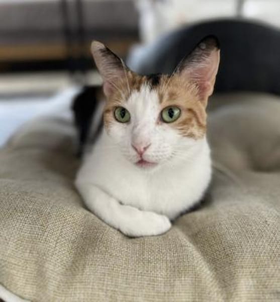 Chrysi - die Glückskatze