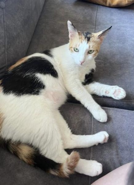 Chrysi - die Glückskatze