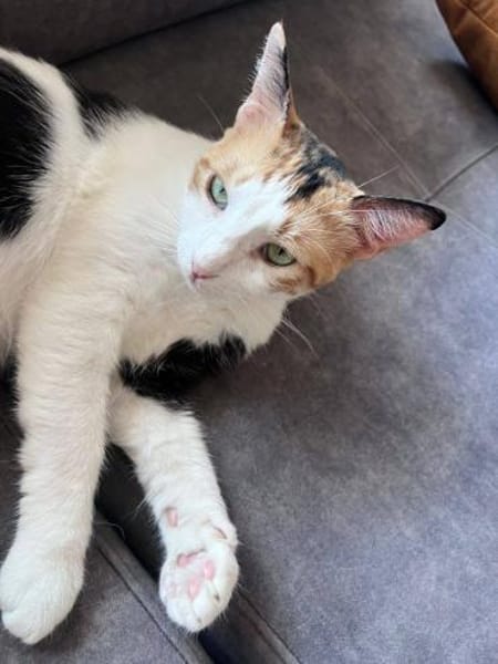 Chrysi - die Glückskatze