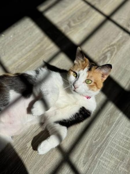 Chrysi - die Glückskatze