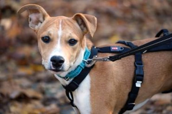 Magno sucht sein Zuhause