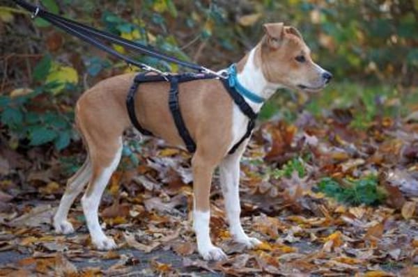 Magno sucht sein Zuhause