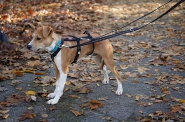 Magno sucht sein Zuhause