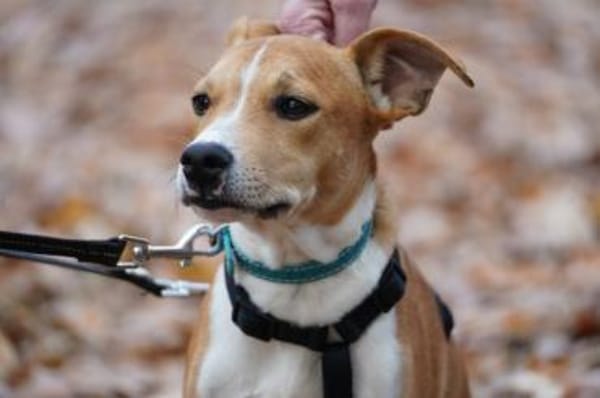 Magno sucht sein Zuhause