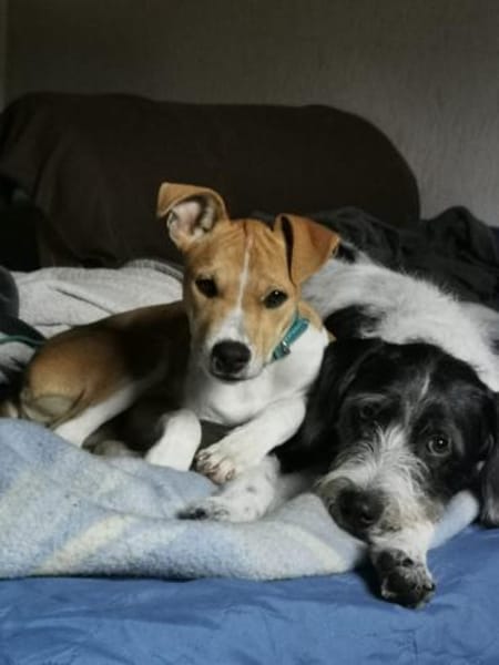 Magno sucht sein Zuhause