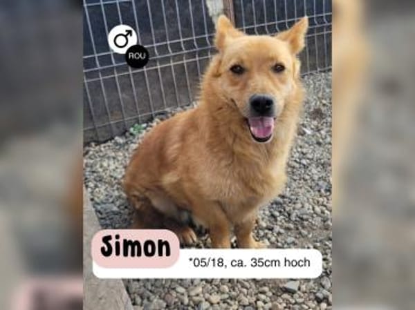 Kleiner SIMON sucht großes Herz