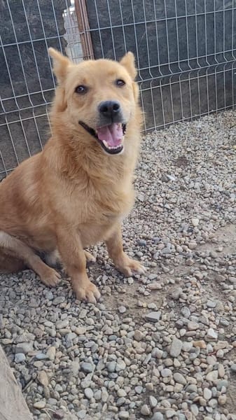 Kleiner SIMON sucht großes Herz