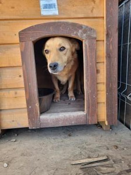 Kleiner SIMON sucht großes Herz