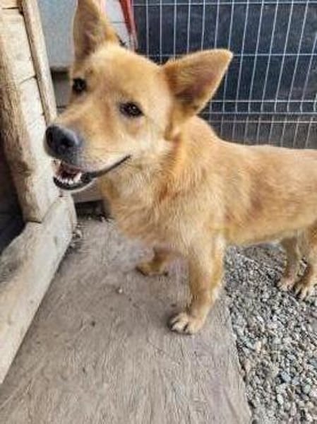 Kleiner SIMON sucht großes Herz