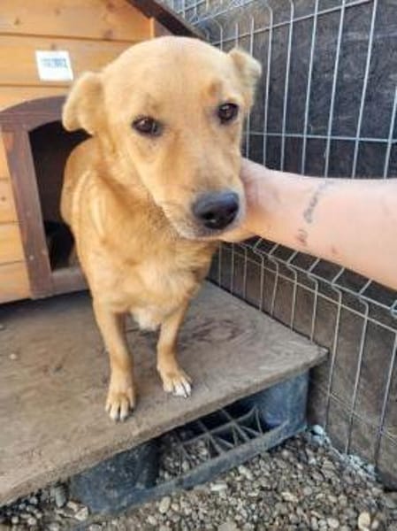 Kleiner SIMON sucht großes Herz