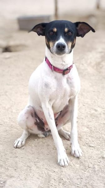 Delta wartet auf ihr Zuhause