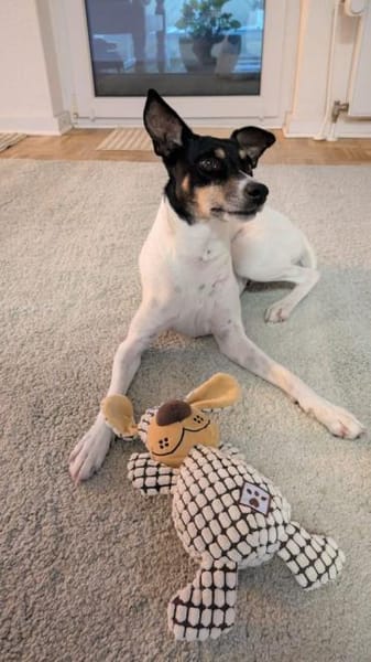 Delta wartet auf ihr Zuhause