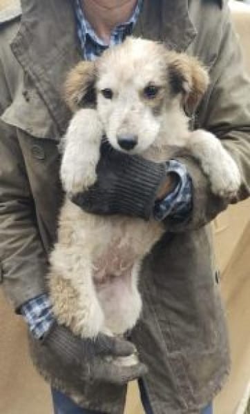 Moppi 30 cm (Okt 25) Pflegestelle