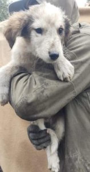 Moppi 30 cm (Okt 25) Pflegestelle