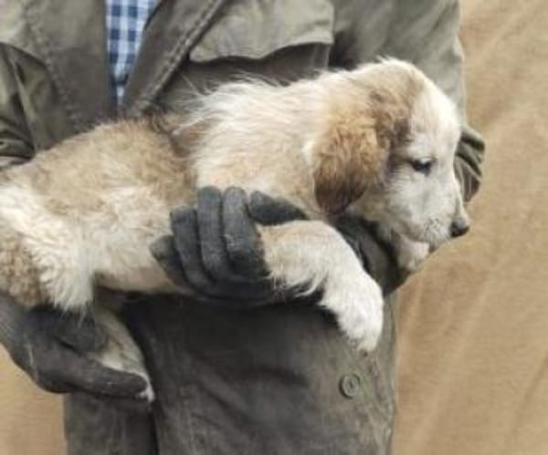 Moppi 30 cm (Okt 25) Pflegestelle