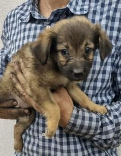 Saba 17 cm (Okt 25) Pflegestelle