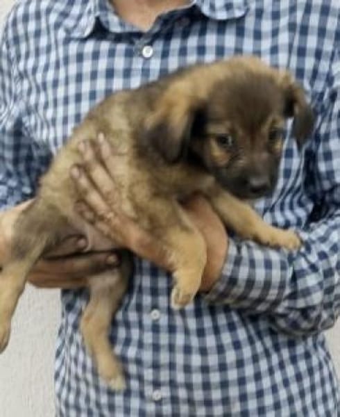 Saba 17 cm (Okt 25) Pflegestelle