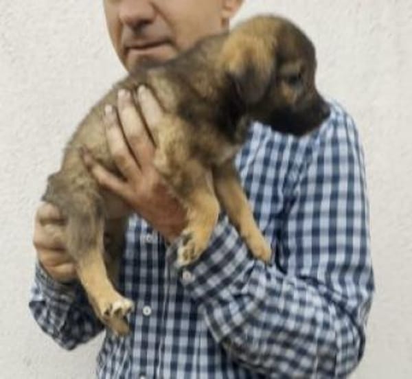 Saba 17 cm (Okt 25) Pflegestelle