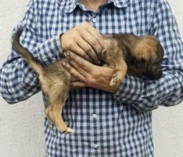 Saba 17 cm (Okt 25) Pflegestelle