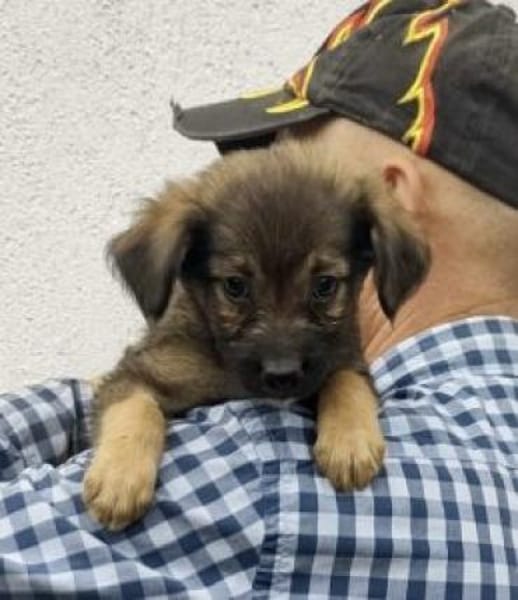 Saba 17 cm (Okt 25) Pflegestelle