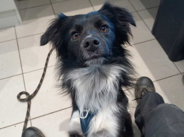 SKIWI QCN (réservé)