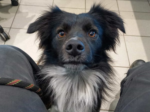 SKIWI QCN (réservé)