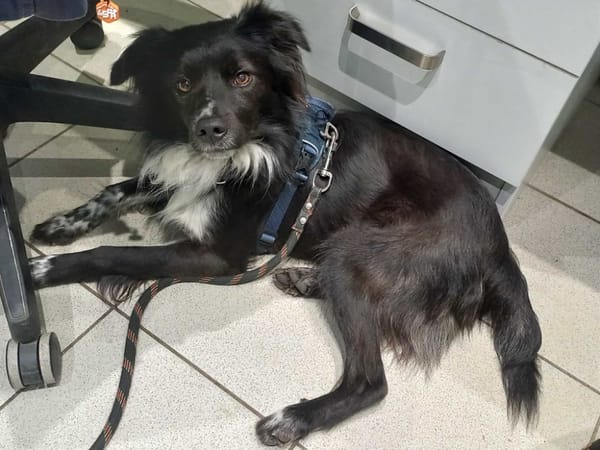 SKIWI QCN (réservé)