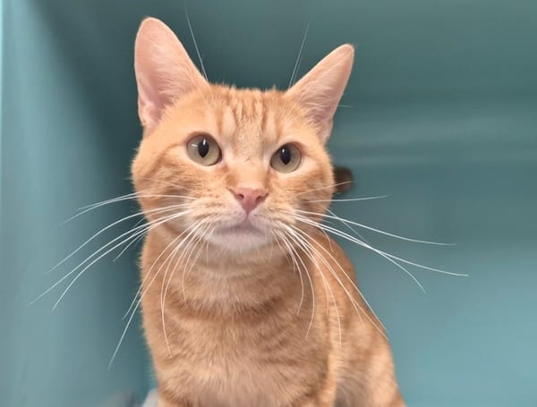 Léonard (réservé)