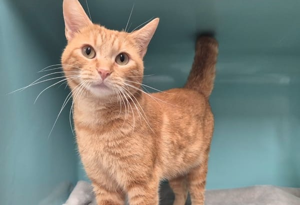 Léonard (réservé)