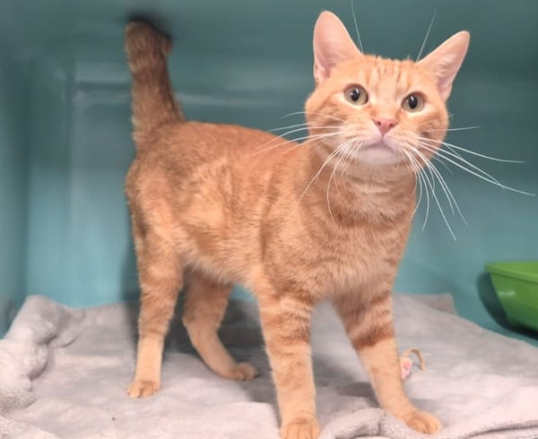 Léonard (réservé)