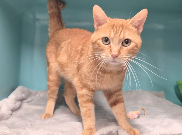 Léonard (réservé)