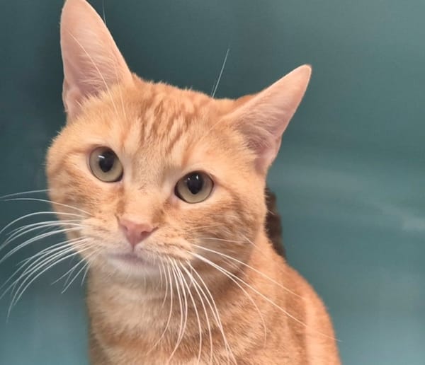 Léonard (réservé)