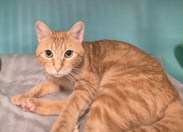 Léonard (réservé)