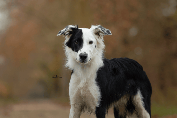 Valentin ( réservé )