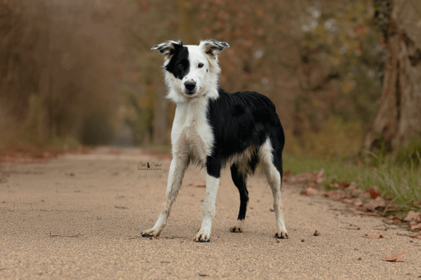 Valentin ( réservé )