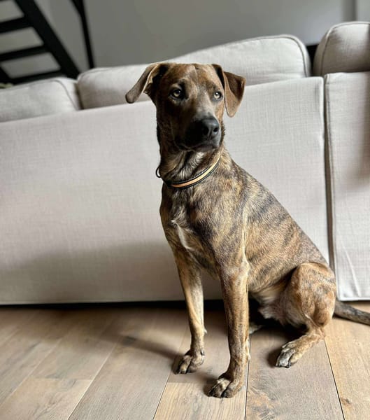 Ruben, mâle croisé berger, né le 04/10/2024 🐶