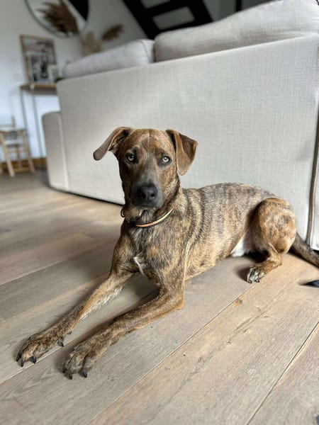 Ruben, mâle croisé berger, né le 04/10/2024 🐶