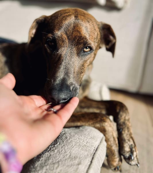 Ruben, mâle croisé berger, né le 04/10/2024 🐶