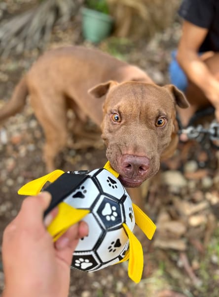 Pollux, mâle croisé shar pei, né le 03/06/2024🐶